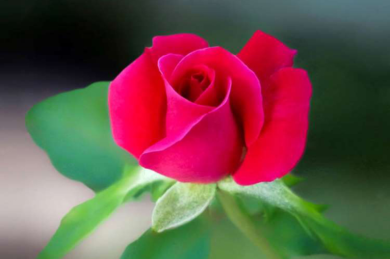 LỄ CÀI HOA HỒNG VÀ DÂNG CÚNG PHÁP Y CHÙA TỊNH AN, TP. TÂN AN