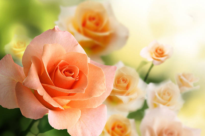 CHƯƠNG TRÌNH VĂN NGHỆ CHÀO MỪNG ĐẠI LỄ VU LAN CHÙA KIM CANG, HUYỆN THỦ THỪA TỈNH LONG AN