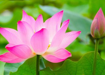 Năm dấu hiệu nhận biết tà sư theo kinh điển Phật giáo